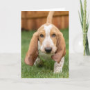 Search for basset cards Puppy