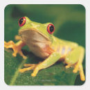 Search for red eye stickers Wildlife