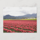Search for carpets postcards Usa