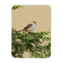 Search for sparrow magnets Bird