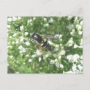 Search for hornet postcards Bug