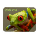 Search for tree frog magnets Costa rica
