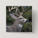 Search for white tailed deer badges Wildlife
