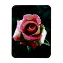 Search for beautiful dark magnets Floral