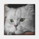 Search for crazy magnets Kittens