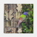Search for finch magnets Nature