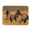 Search for ranching magnets Horse
