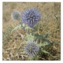 Search for thistle tiles Blue