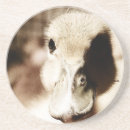 Search for duckling coasters Bird