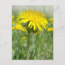 Search for spring photos postcards Dandelion