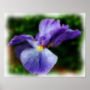 Search for purple iris art Irises