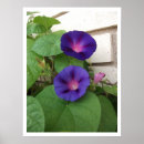 Search for glories posters Morning glory