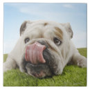 Search for tongue tiles Nature
