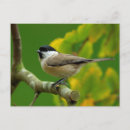 Search for titmouse postcards Titmice