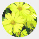 Search for african daisy gift wrap Daisies