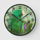 Search for parrot clocks Bird
