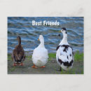 Search for drake postcards Wildlife