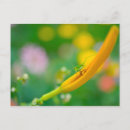 Search for daylily postcards Flower
