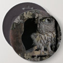 Search for barred owl badges Wildlife