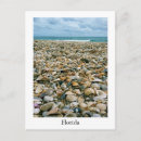 Search for florida beach postcards Shells