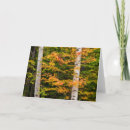Search for white mountains cards Forest