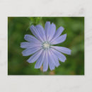 Search for chicory Floral
