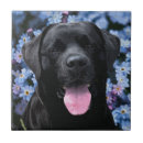 Search for labrador tiles Black lab