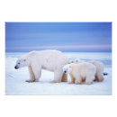Search for threatened art Wildlife