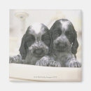 Search for face cocker spaniel magnets Pet