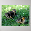 Search for ducklings art Ducky