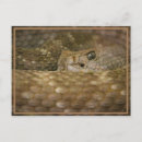 Search for the snake postcards Snakes