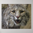 Search for bobcat posters Cats