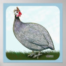 Search for guinea fowl decor Africa