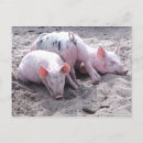 Search for funny pig postcards Animals