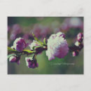 Search for almond postcards Flower