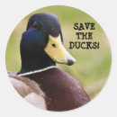 Search for cute yellow duck stickers Blue