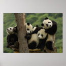 Search for wolong posters China