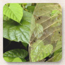 Search for leave barware Leaf