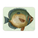 Search for fins magnets Animal