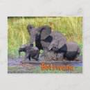 Search for funny wildlife postcards Travel