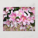 Search for pink flowers birthday postcards Lilies