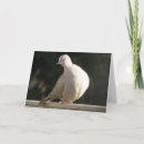 Search for collared cards Bird