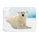 Search for carnivore cards Bear
