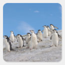 Search for antarctic stickers Polar