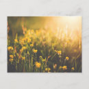 Search for buttercup postcards Flower