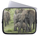 Search for herd cases Adam jones