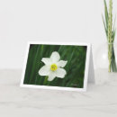 Search for jonquil cards Floral