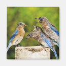 Search for eastern magnets Birds and blooms