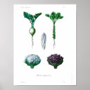 Search for cauliflower posters Vintage