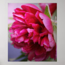 Search for peony art Colourful